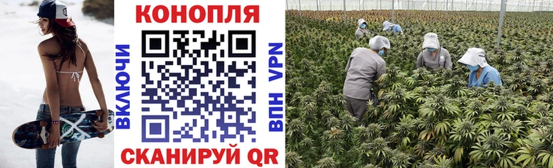 Конопля семена  закладки  Майский 
